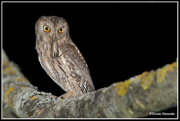 petit duc scops avec sauterelle